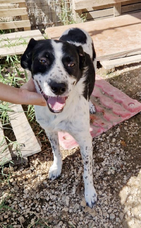 Una famiglia per il bellissimo Hervé  Foto 9