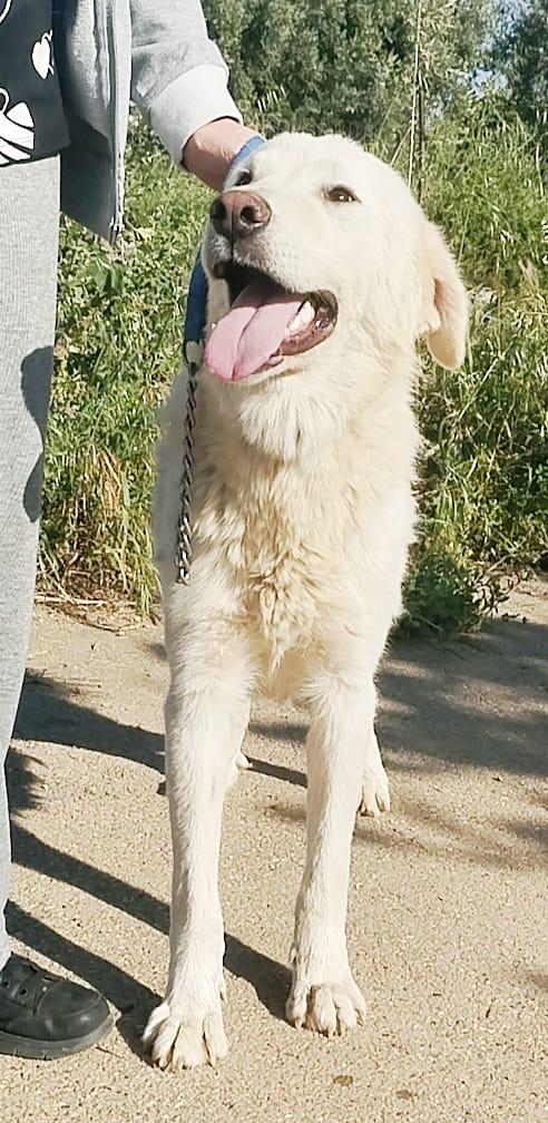 Joy un dolce maremmano in adozione  Foto 2