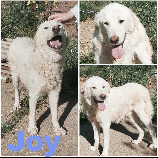 Joy Un Dolce Maremmano In Adozione 