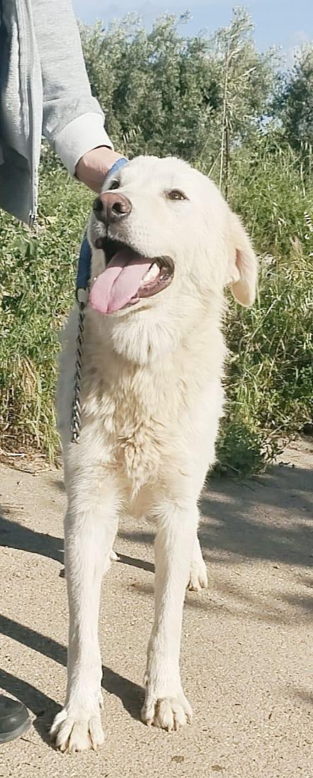 Joy un dolce maremmano in adozione  Foto 3