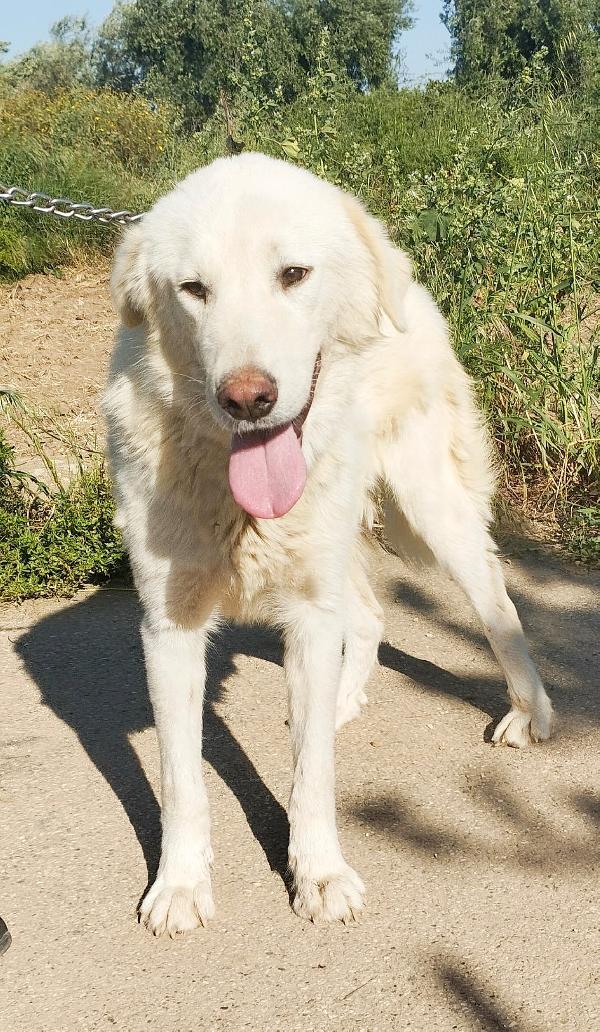 Joy un dolce maremmano in adozione  Foto 4