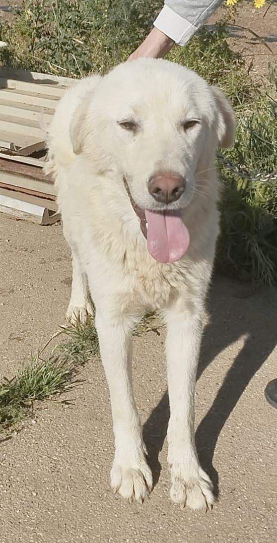 Joy un dolce maremmano in adozione  Foto 5