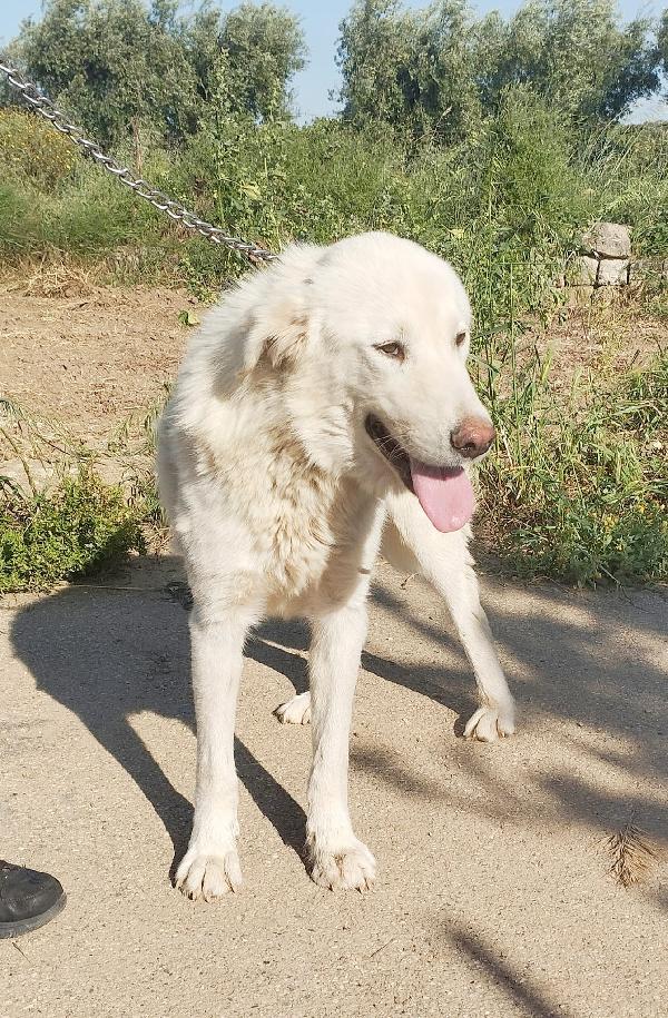 Joy un dolce maremmano in adozione  Foto 6