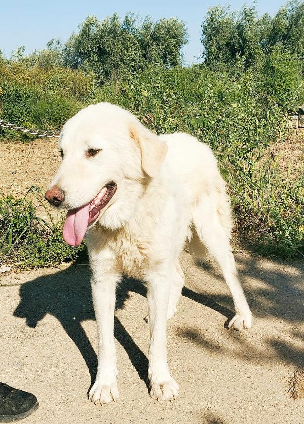 Joy un dolce maremmano in adozione  Foto 7