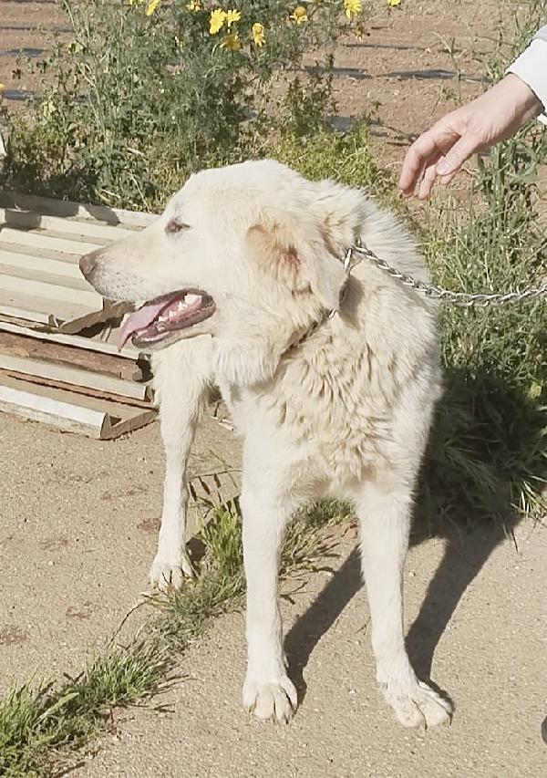 Joy un dolce maremmano in adozione  Foto 8