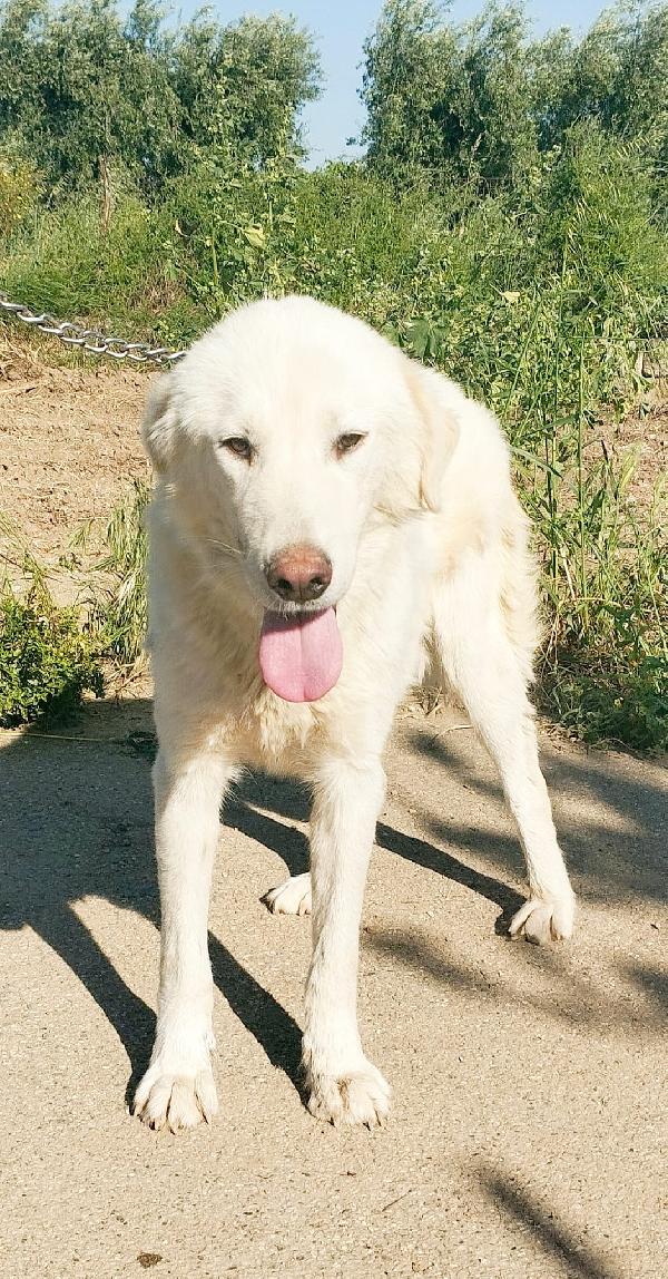 Joy un dolce maremmano in adozione  Foto 9