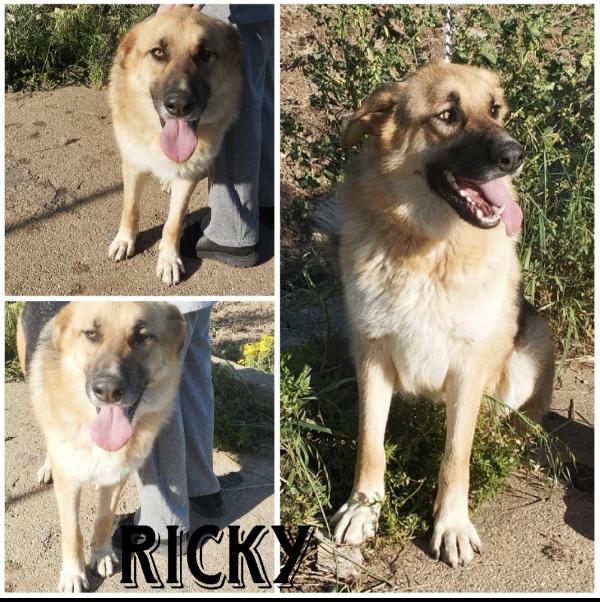 Una Famiglia Per Questo Dolcissimo Pastore 