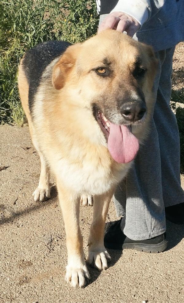 Una famiglia per questo dolcissimo pastore  Foto 2