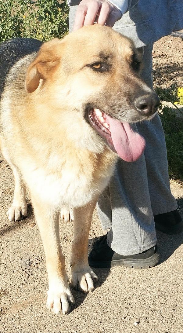 Una famiglia per questo dolcissimo pastore  Foto 3