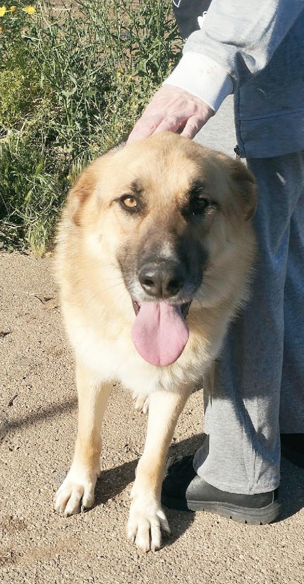 Una famiglia per questo dolcissimo pastore  Foto 4