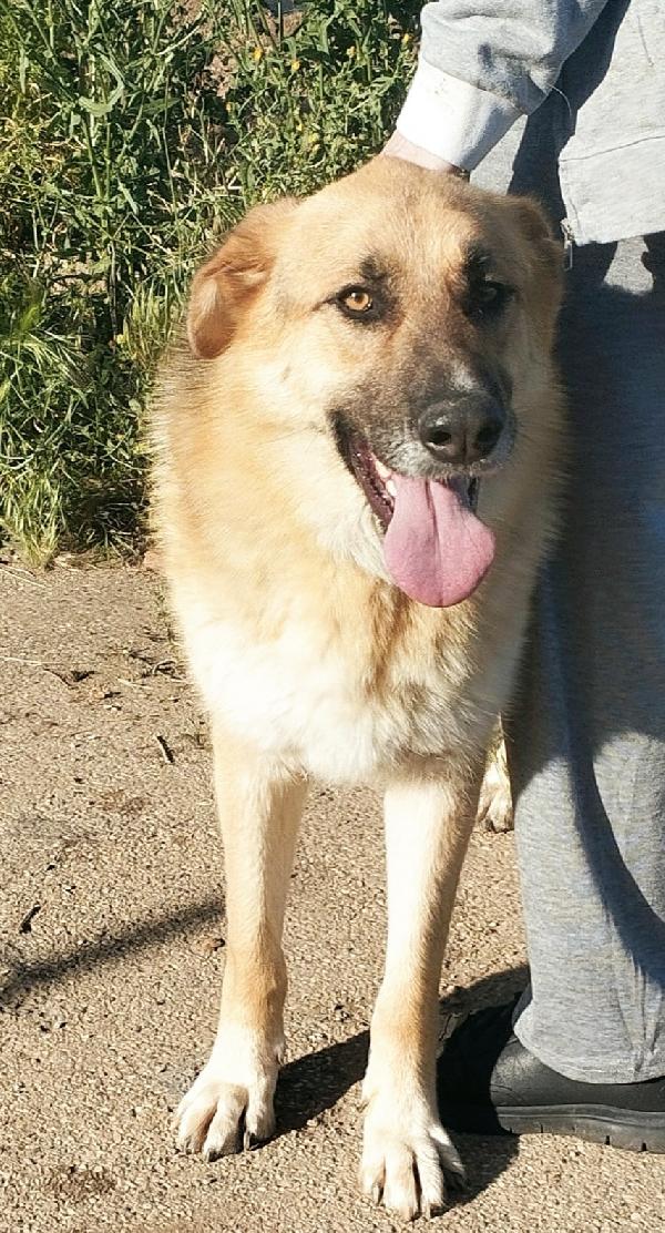 Una famiglia per questo dolcissimo pastore  Foto 5