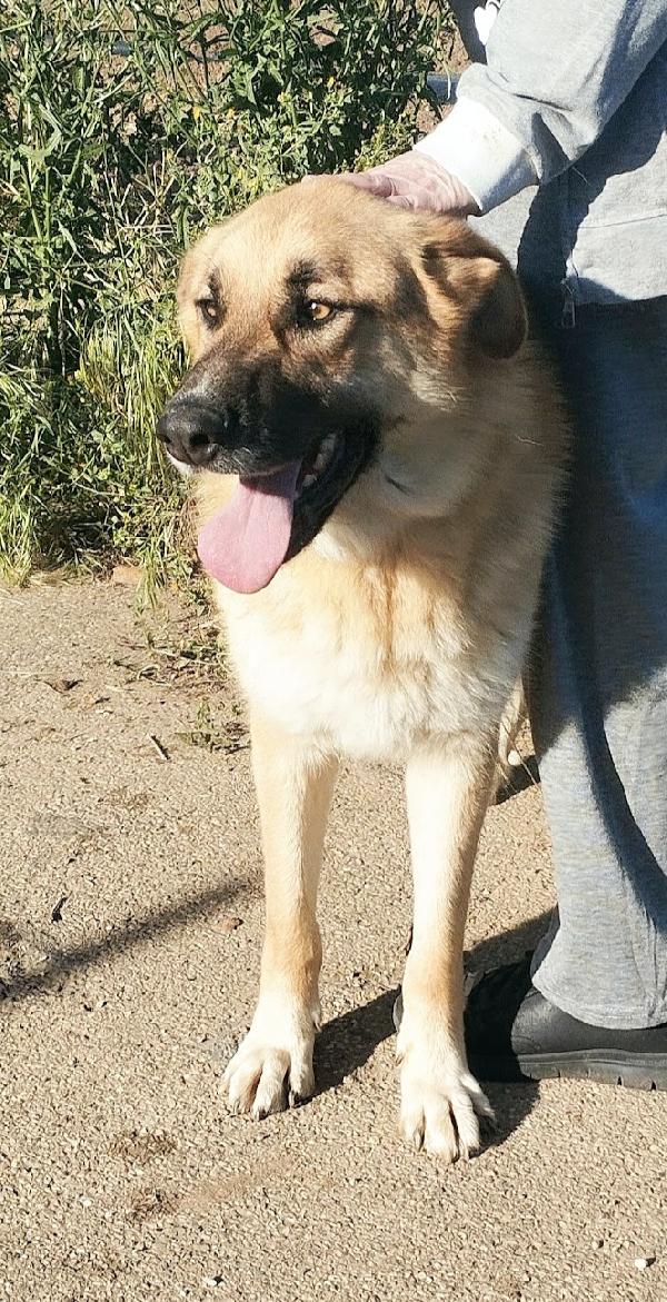 Una famiglia per questo dolcissimo pastore  Foto 6