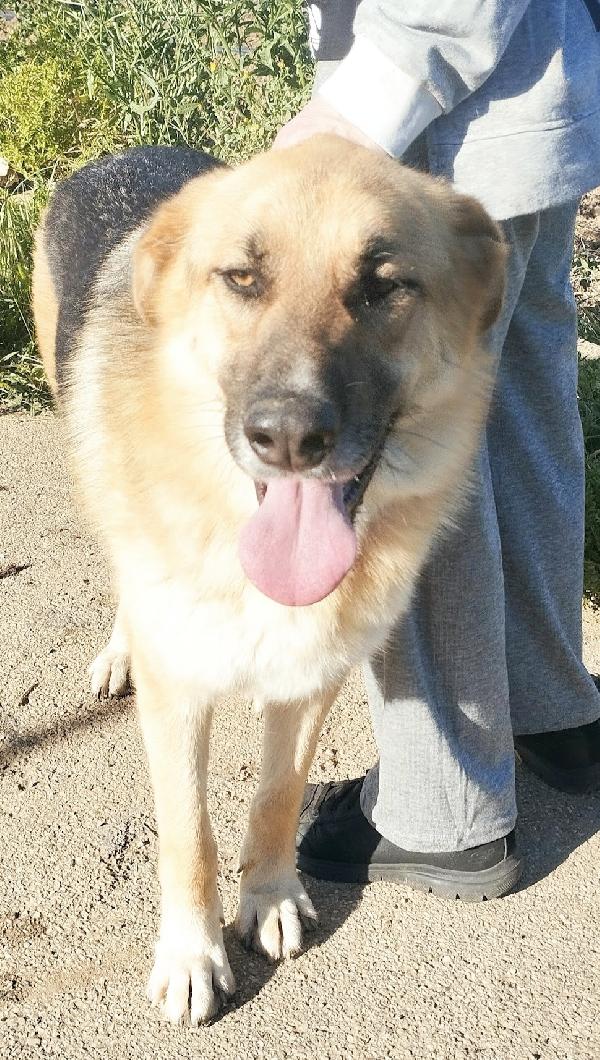 Una famiglia per questo dolcissimo pastore  Foto 7