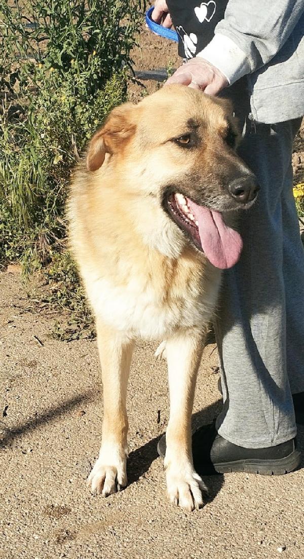 Una famiglia per questo dolcissimo pastore  Foto 8