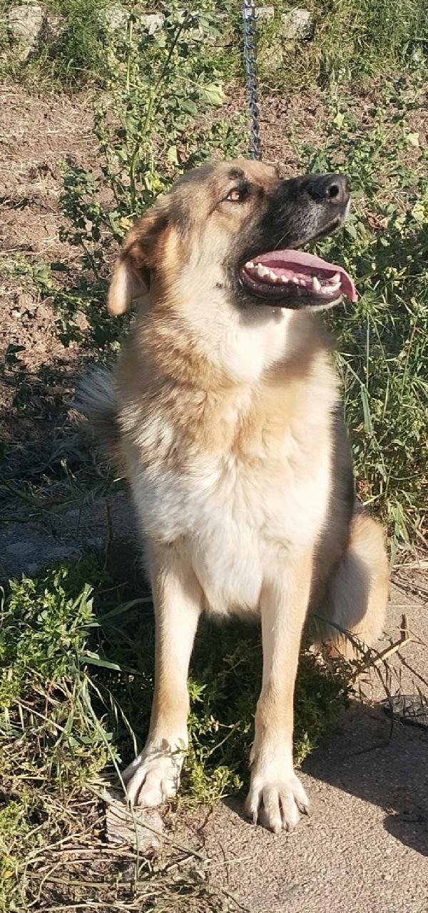 Una famiglia per questo dolcissimo pastore  Foto 9