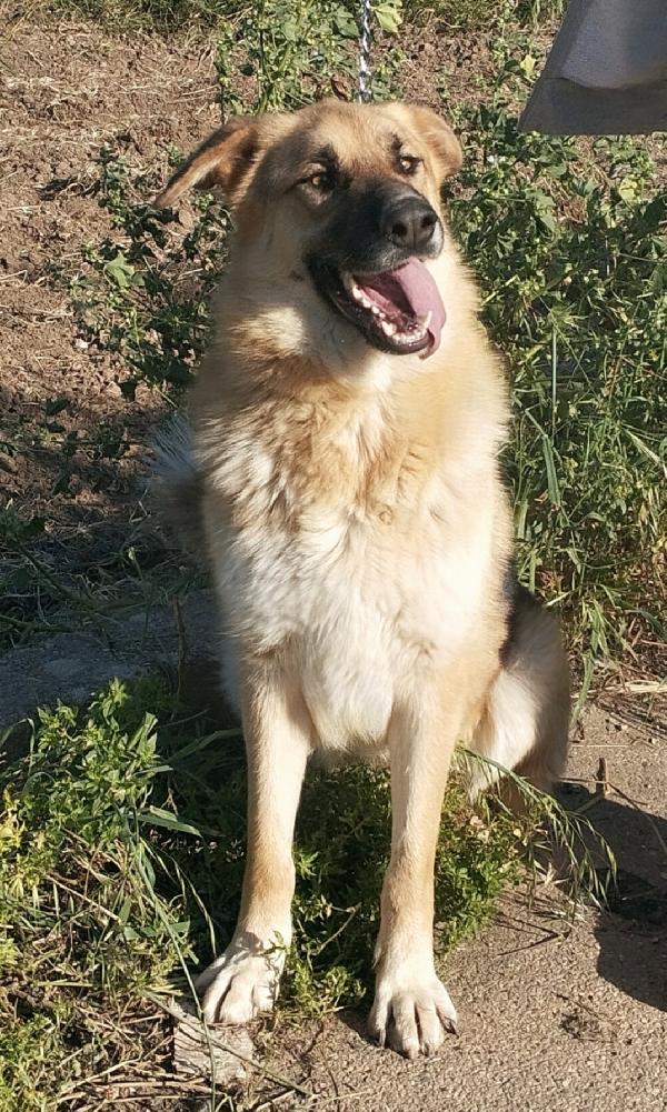 Una famiglia per questo dolcissimo pastore  Foto 10