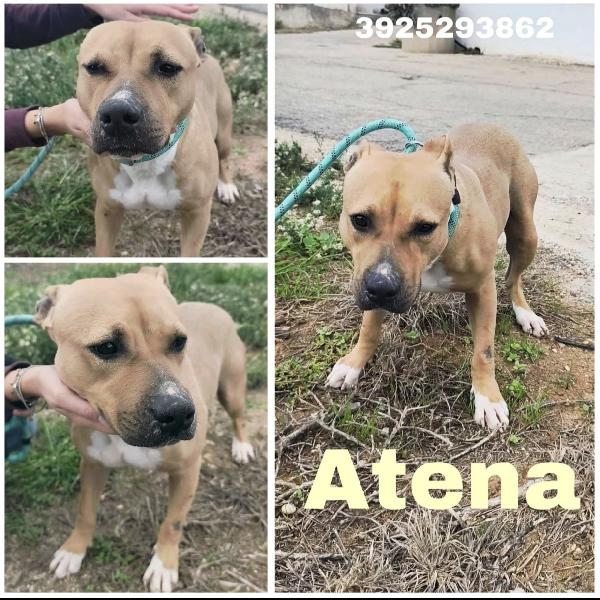 Atena Una Bellissima E Giovane Amstaff In Adozione 