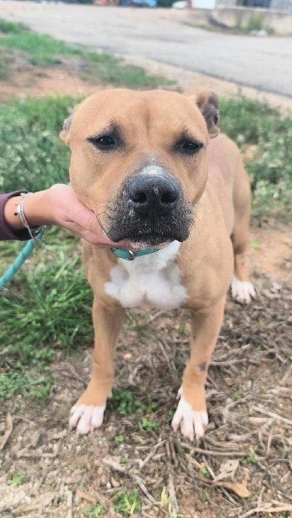 Atena una bellissima e giovane Amstaff in adozione  Foto 2