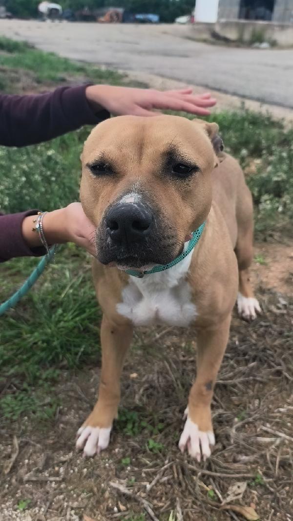 Atena una bellissima e giovane Amstaff in adozione  Foto 3