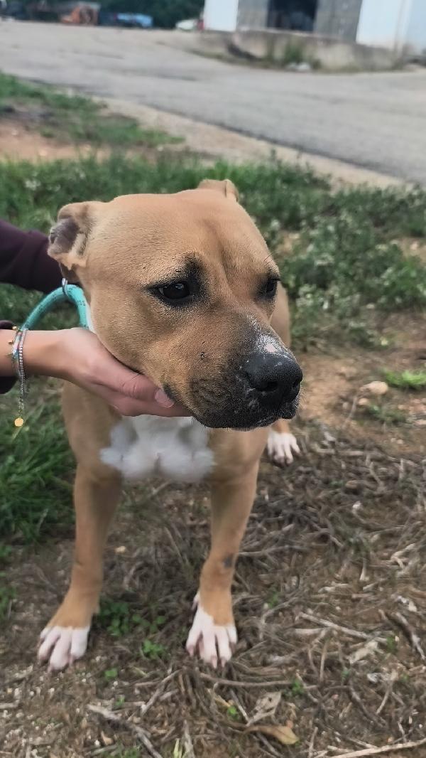 Atena una bellissima e giovane Amstaff in adozione  Foto 4