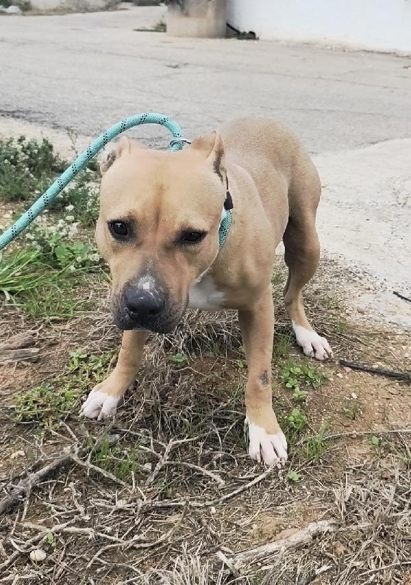 Atena una bellissima e giovane Amstaff in adozione  Foto 6
