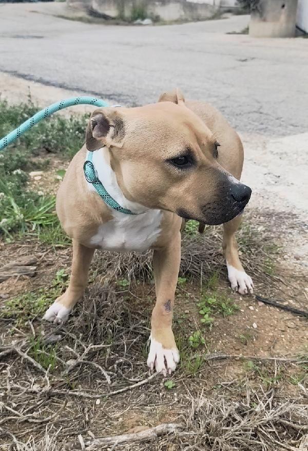 Atena una bellissima e giovane Amstaff in adozione  Foto 7