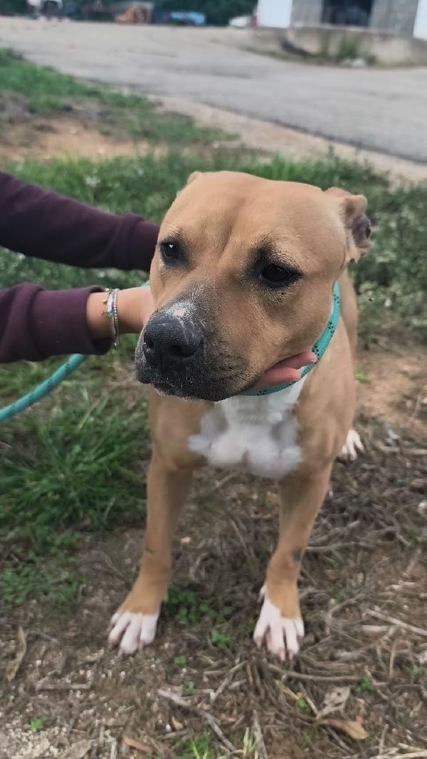 Atena una bellissima e giovane Amstaff in adozione  Foto 9