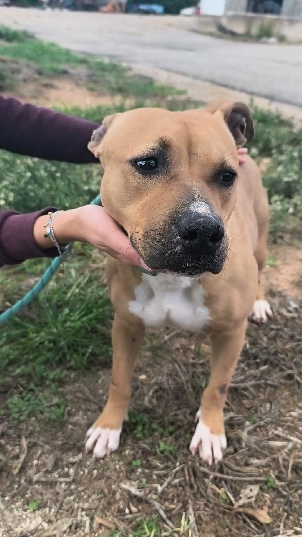 Atena una bellissima e giovane Amstaff in adozione  Foto 10