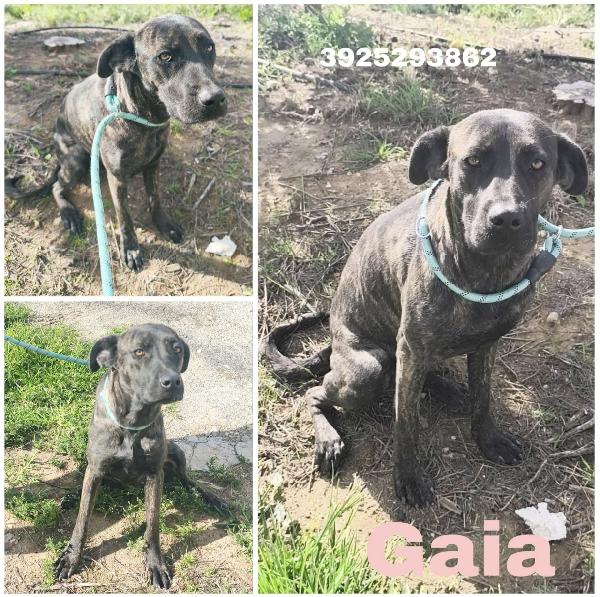 Gaia Simil Corso Tigrato In Adozione Cerca Casa