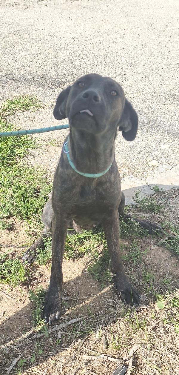 Gaia simil corso tigrato in adozione cerca casa Foto 4