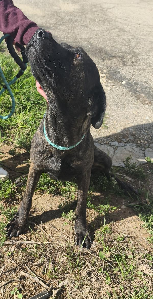 Gaia simil corso tigrato in adozione cerca casa Foto 5