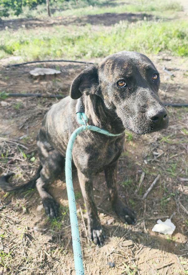 Gaia simil corso tigrato in adozione cerca casa Foto 8