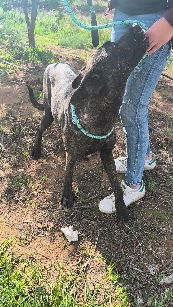 Gaia simil corso tigrato in adozione cerca casa Foto 9