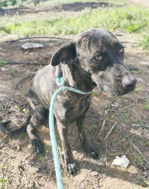 Gaia simil corso tigrato in adozione cerca casa Foto 10