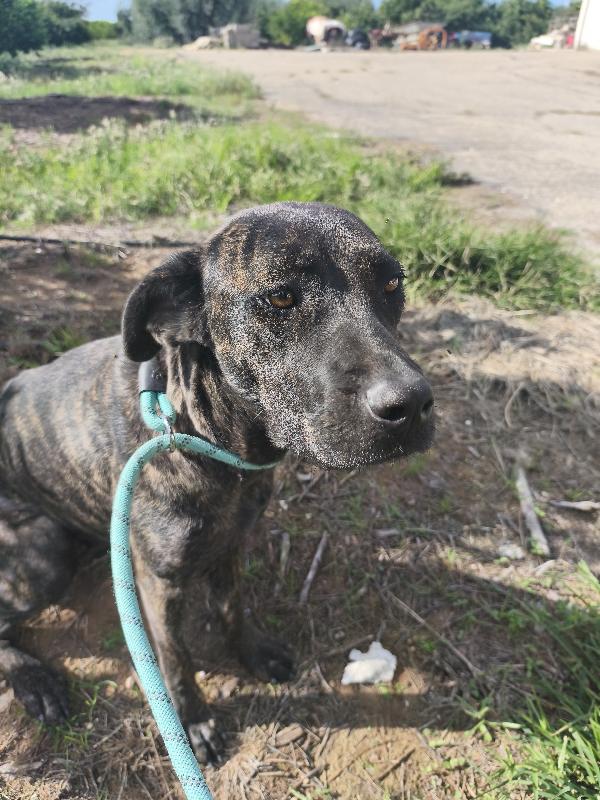 Gaia simil corso tigrato in adozione cerca casa Foto 11