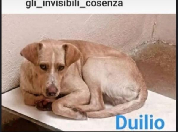 Duilio 3/4Anni Mix Caccia In Box Da Sempre.cosenza