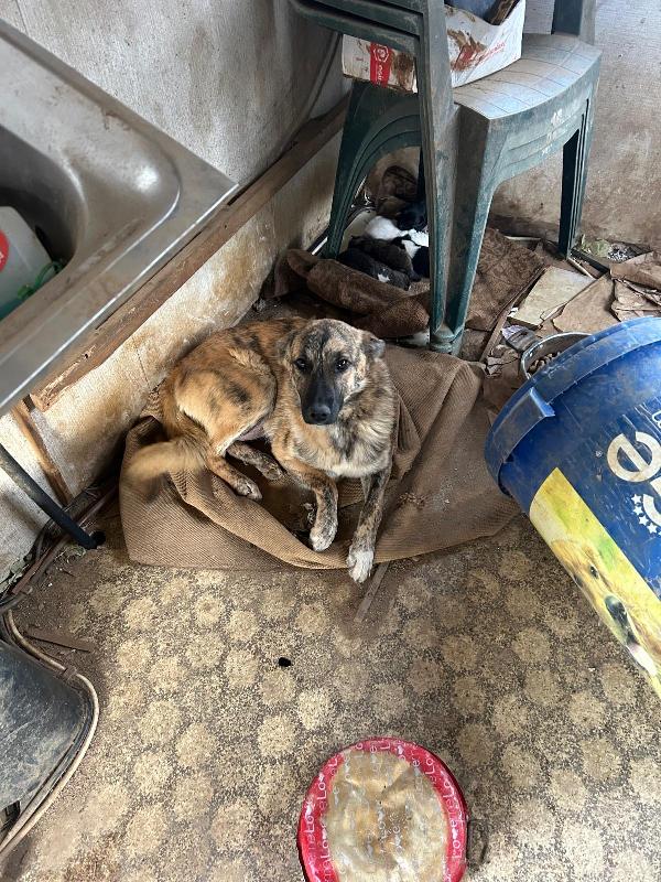 Nelle Splendida Giovane Mammina Dal Manto Tigrato 