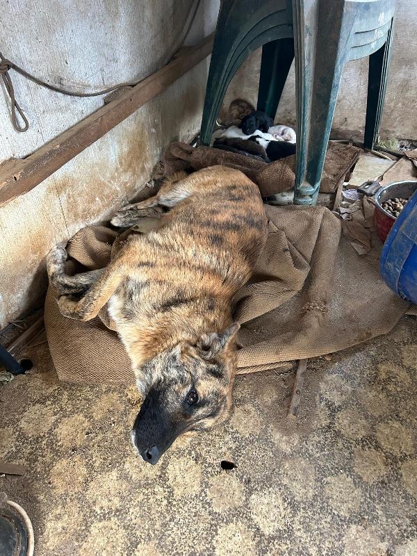 Nelle splendida giovane mammina dal manto tigrato  Foto 2