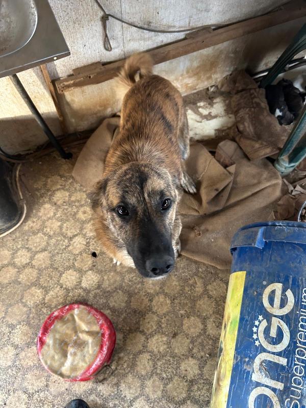 Nelle splendida giovane mammina dal manto tigrato  Foto 3