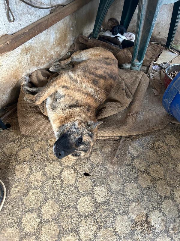 Nelle splendida giovane mammina dal manto tigrato  Foto 4