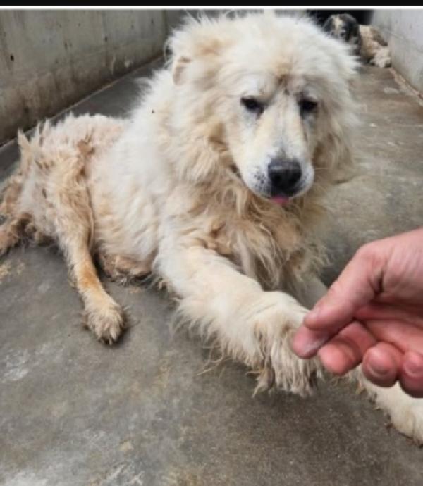 Leone Maremmano Anzianetto In 1Pessimo Canile.abruzzo