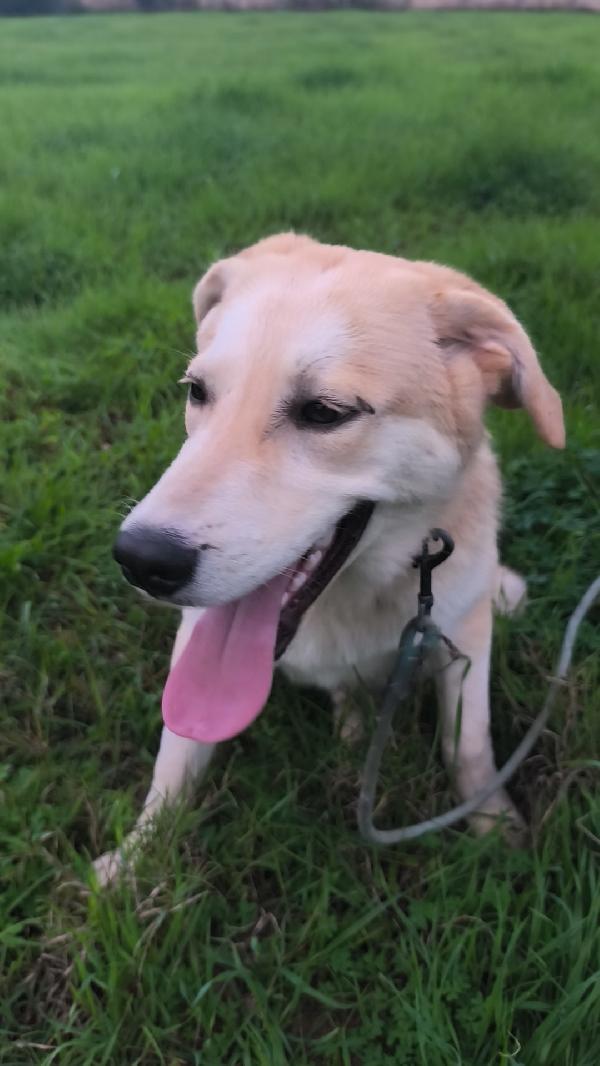 Un amorevole famiglia per Zack e Jago  Foto 3