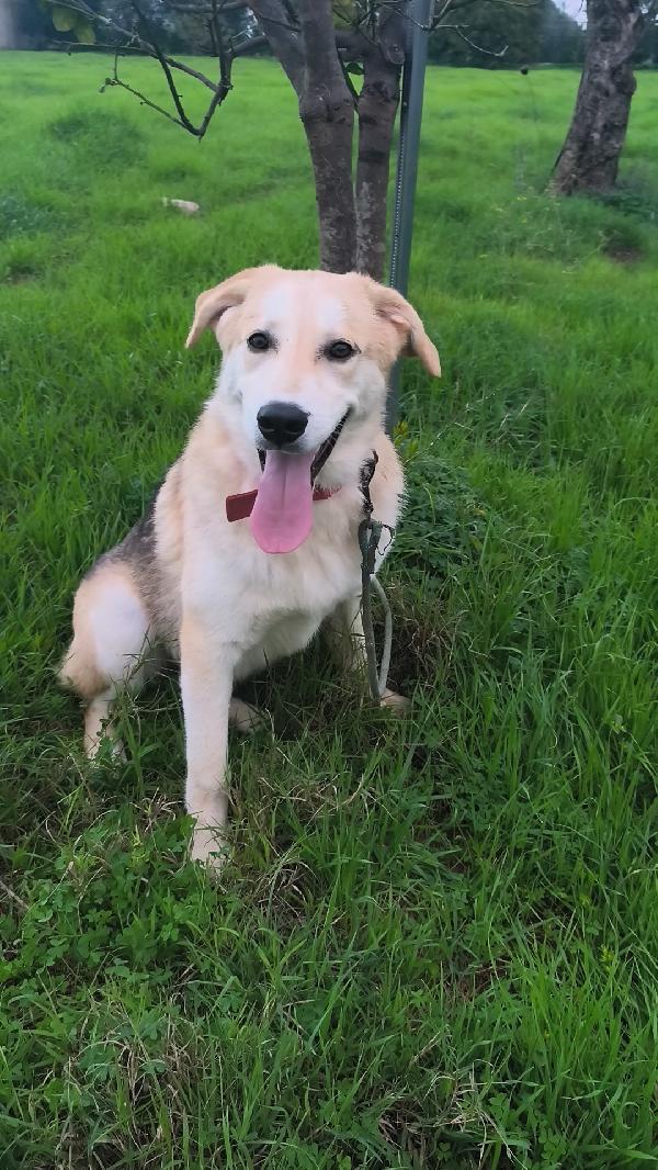 Un amorevole famiglia per Zack e Jago  Foto 5