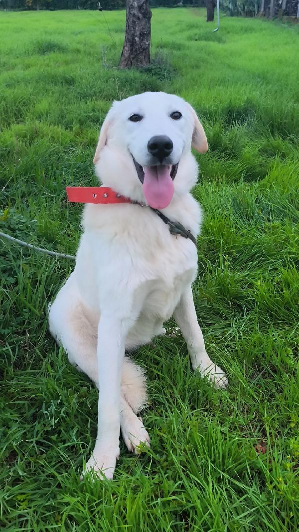 Un amorevole famiglia per Zack e Jago  Foto 8