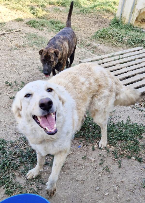 Chloe una dolcissima cagnolina taglia medio grande cerca casa  Foto 3