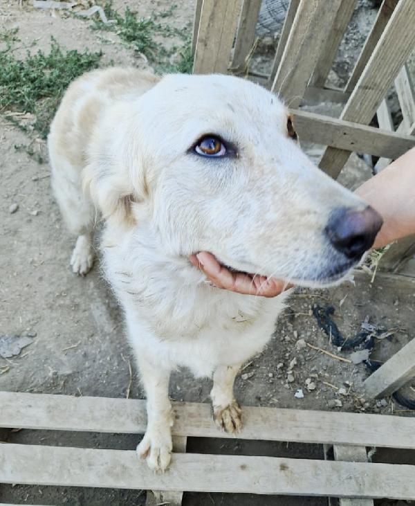Chloe una dolcissima cagnolina taglia medio grande cerca casa  Foto 6