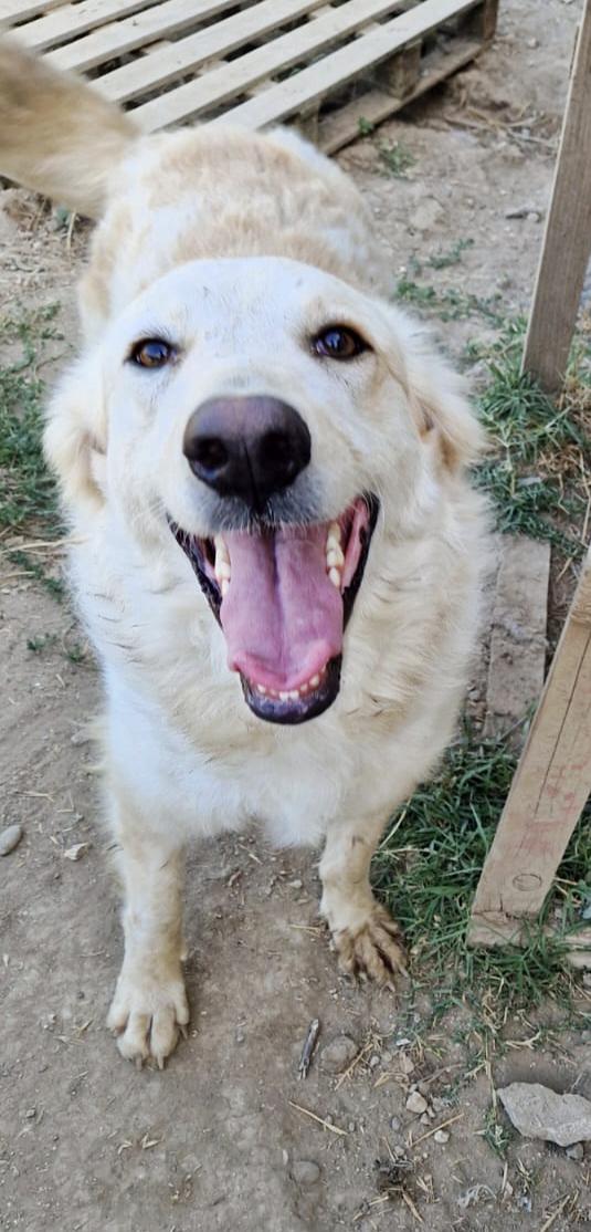 Chloe una dolcissima cagnolina taglia medio grande cerca casa  Foto 7