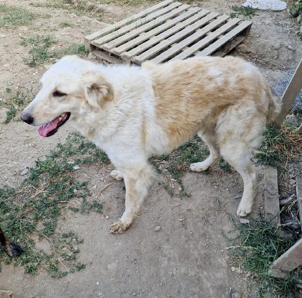 Chloe una dolcissima cagnolina taglia medio grande cerca casa  Foto 8