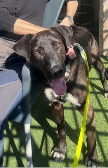 Lucky 18mesi tg nera salito a MILANO 7mesi fa!! SOS  Foto 2