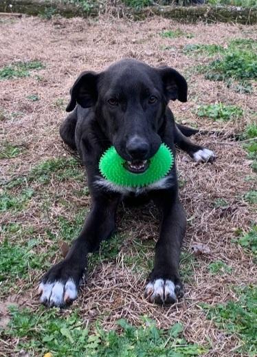 Lucky 18mesi tg nera salito a MILANO 7mesi fa!! SOS  Foto 5